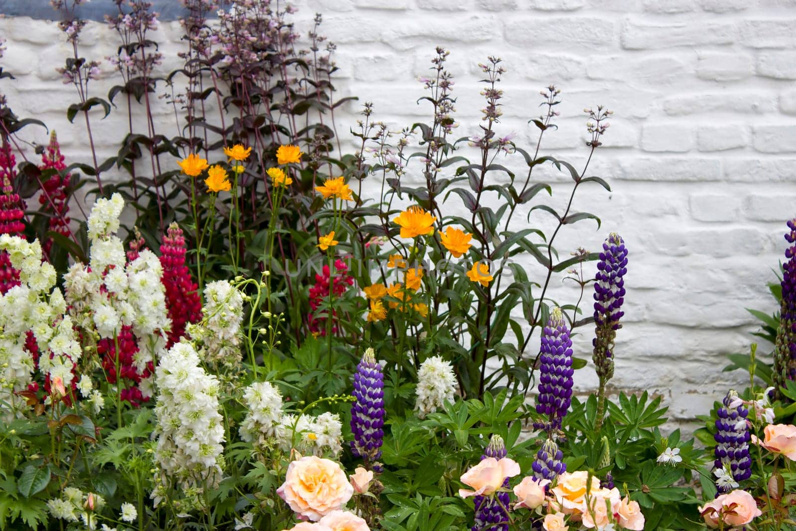 various flowers in a garden - exposition