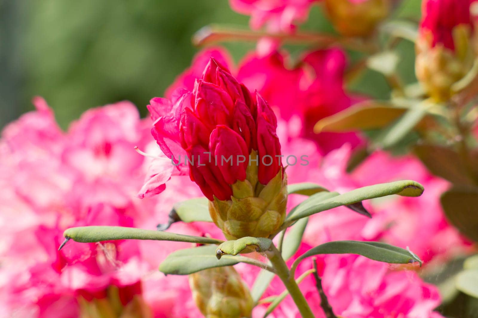 rhododendron flowers in a garden - springtime