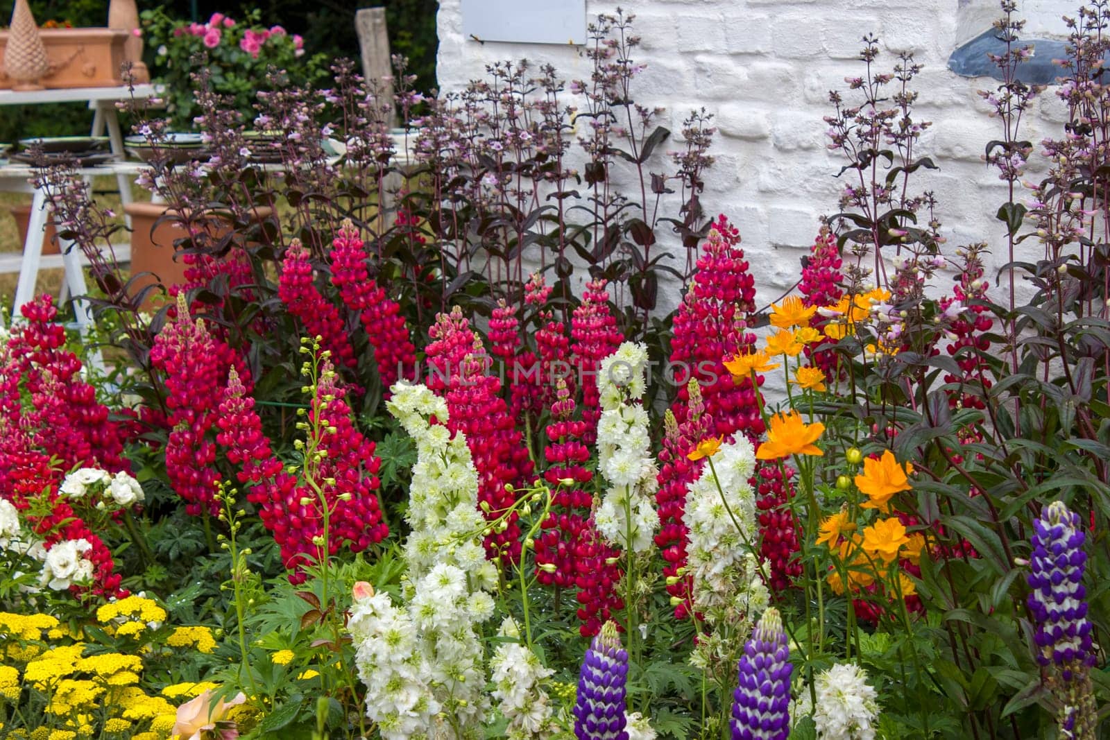 various flowers in a garden - exposition