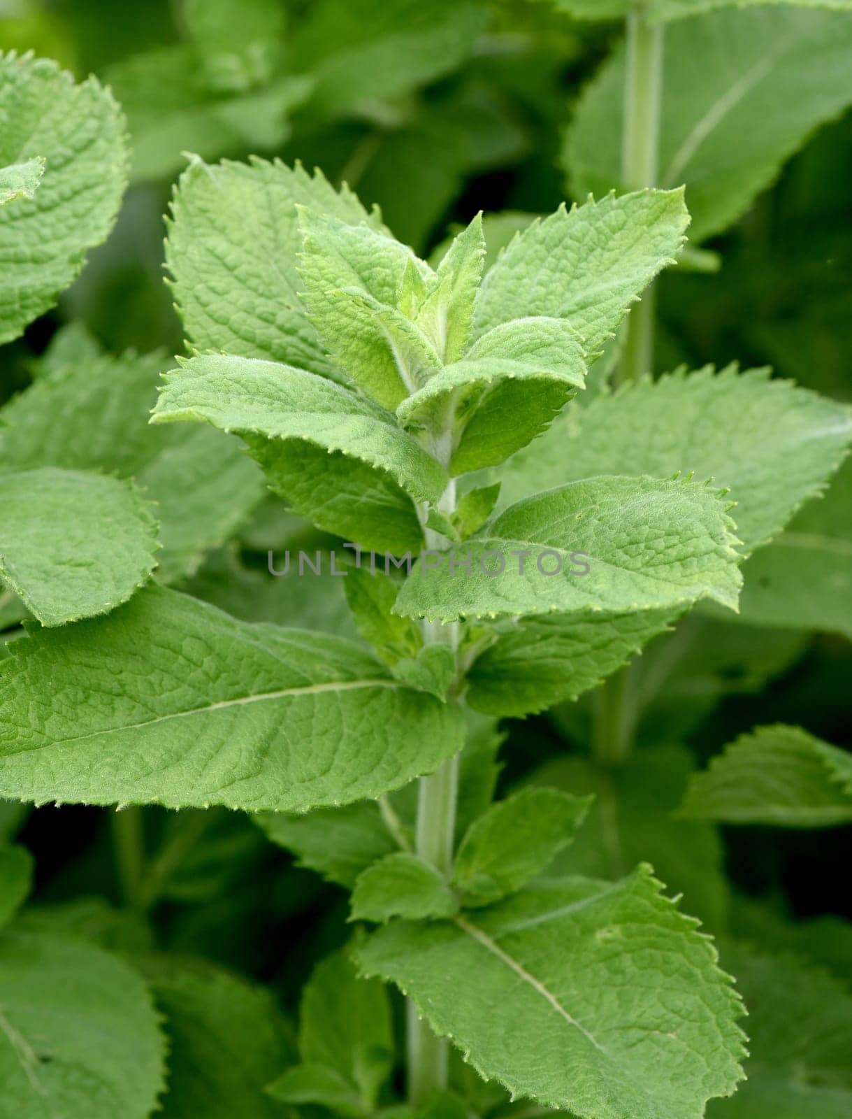 Peppermint,Mentha piperita,is one of the most important medicinal plants and spice herbs in cuisine and medicine. Peppermint,Mentha piperita,is one of the most important medicinal plants and herbs in cooking and medicinal medicine.