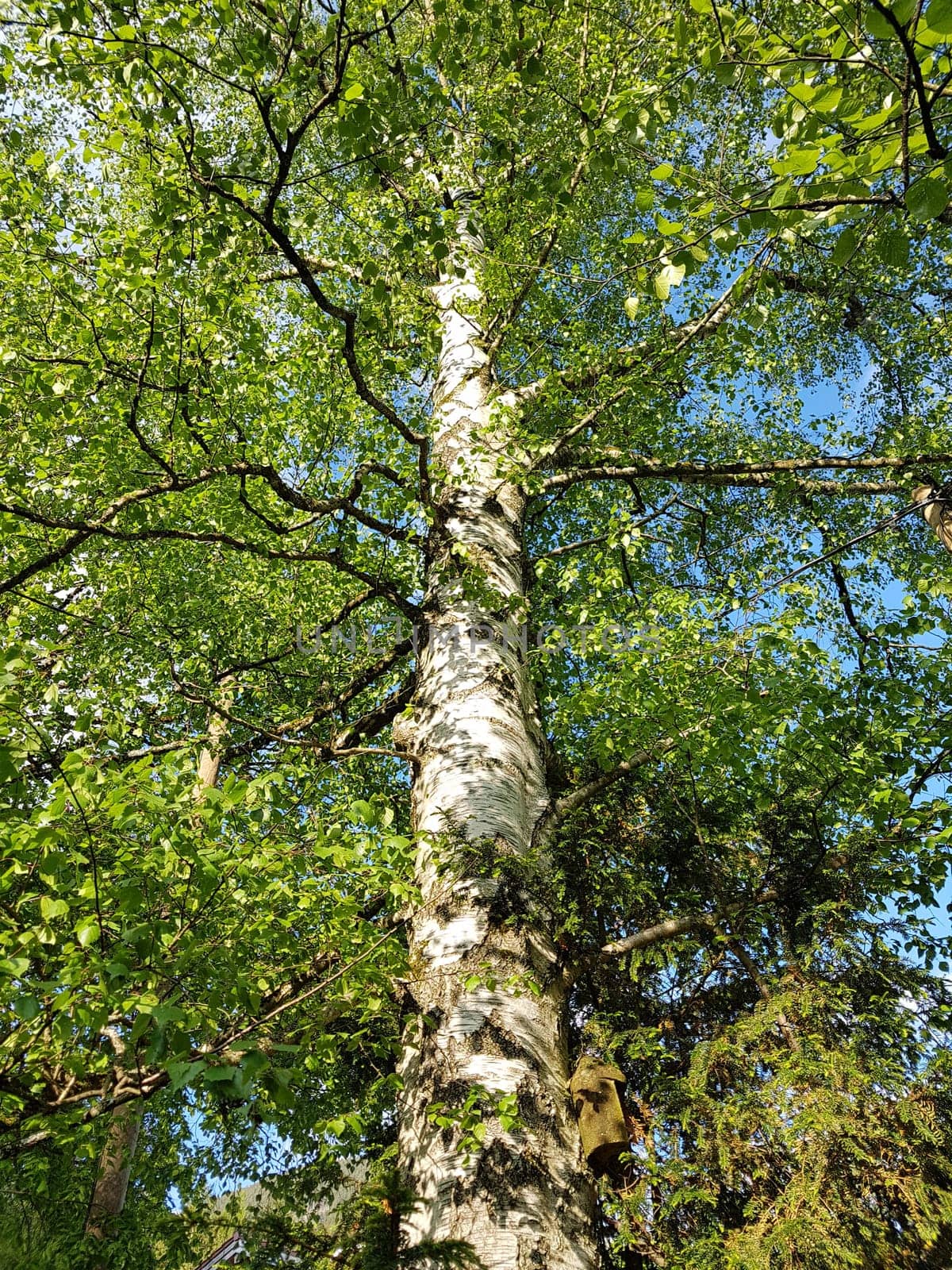Birch tree,birch Betula,is a native tree that is also used medicinally as a medicinal plant. Birch tree,birch betula,is a native tree that is also used medicinally as a medicinal plant.