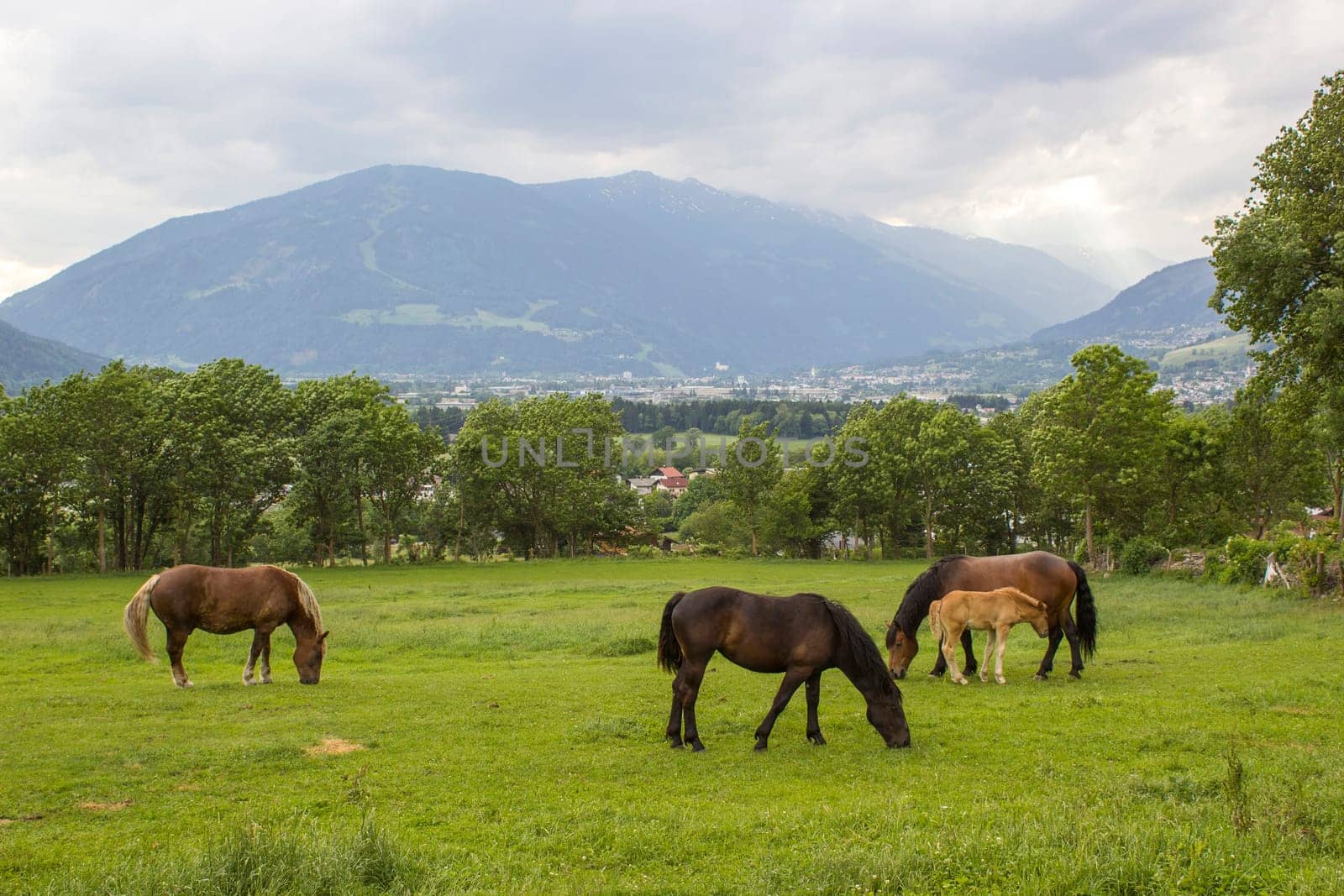 Horses in Lienz Dolomites in Austria. East Tyrol