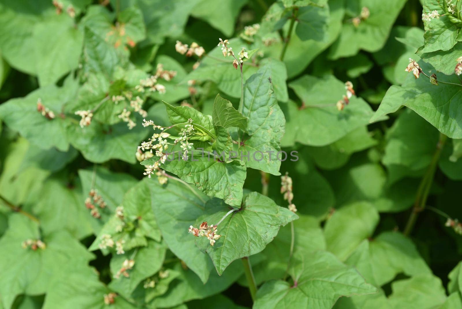 Buckwheat,Fagopyrum tataricum,is an important medicinal and cereal plant. Buckwheat,Fagopyrum tataricum,is an important medicinal and cereal crop.