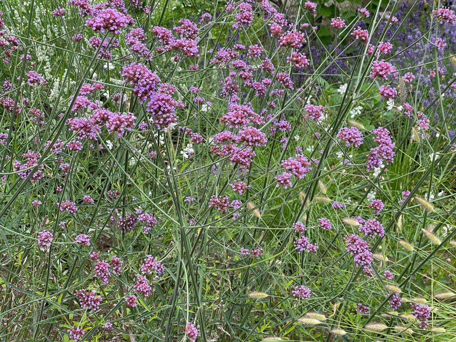 Patagonian verbena,Verbena bonariensis belongs to the genus Verbena comprising more than 250 species and is a beautiful summer flower. Patagonian vervain,Verbena bonariensis belongs to the genus Verbena,which has over 250 species and is a beautiful summer flower.