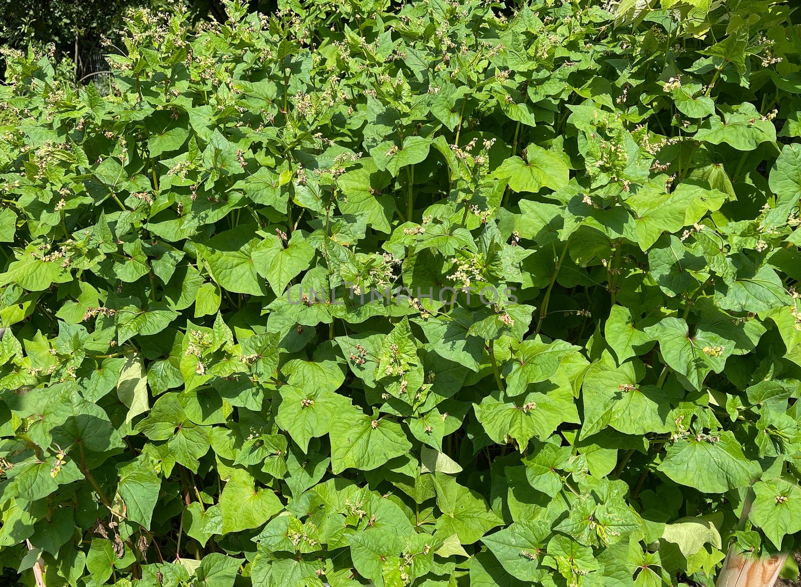 Buckwheat,Fagopyrum tataricum,is an important medicinal and cereal plant. Buckwheat,Fagopyrum tataricum,is an important medicinal and cereal crop.