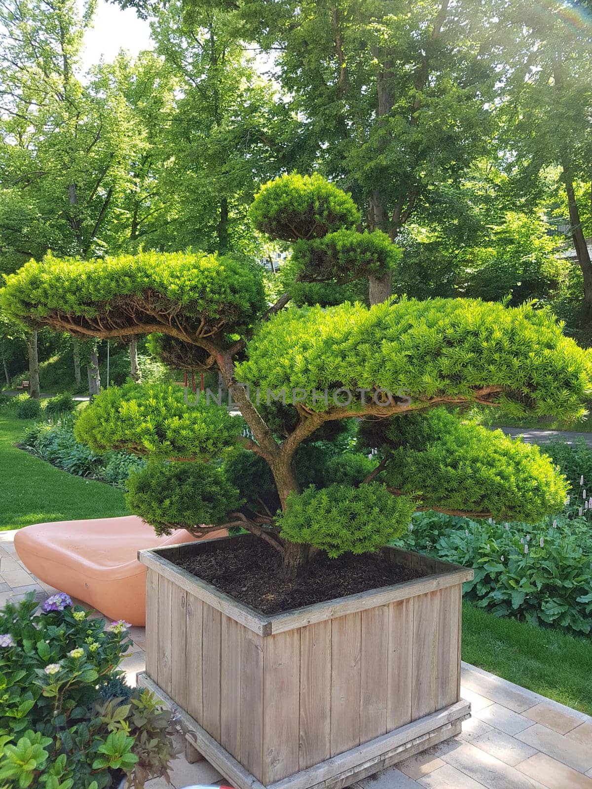 Yew,Taxus baccata is a particularly suitable plant for hedge planting and topiary. Yew,Taxus baccata is a particularly well-suited plant for hedging and topiary