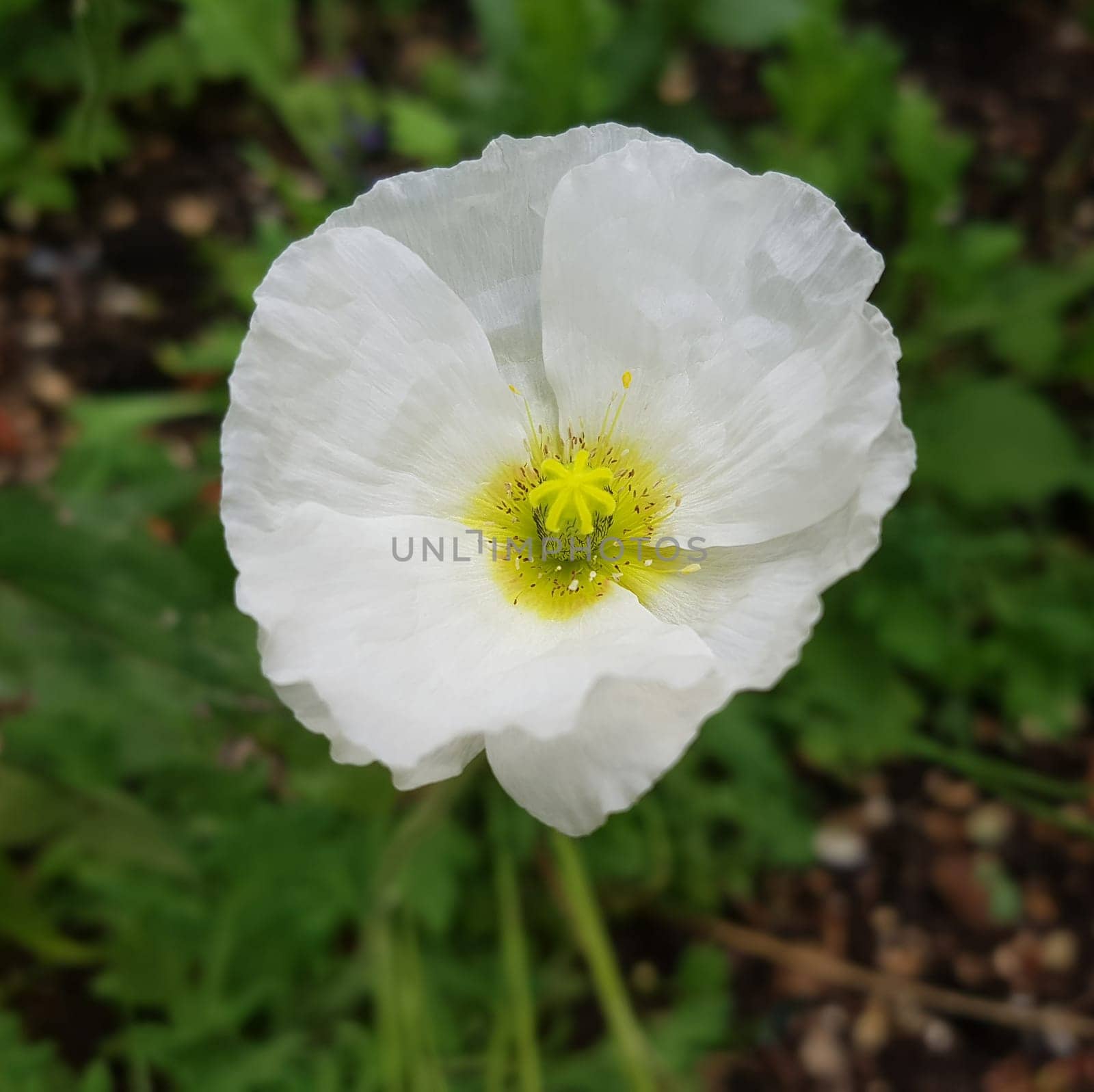 Icelandic poppy,Papaver nudicaule is a flower with beautiful colorful flowers. Icelandic poppy,Papaver nudicaule is a flower with beautiful variegated flowers.