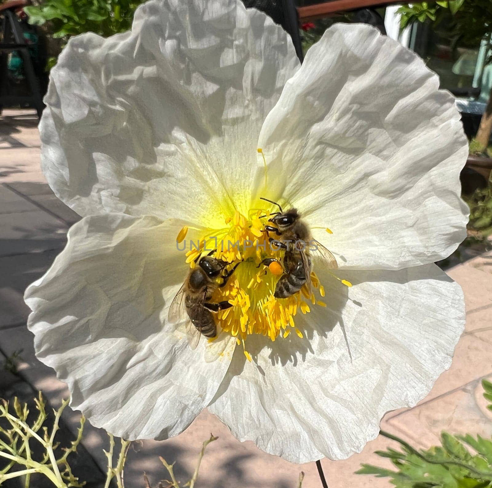 Icelandic poppy,Papaver nudicaule is a flower with beautiful colorful flowers. Icelandic poppy,Papaver nudicaule is a flower with beautiful variegated flowers.