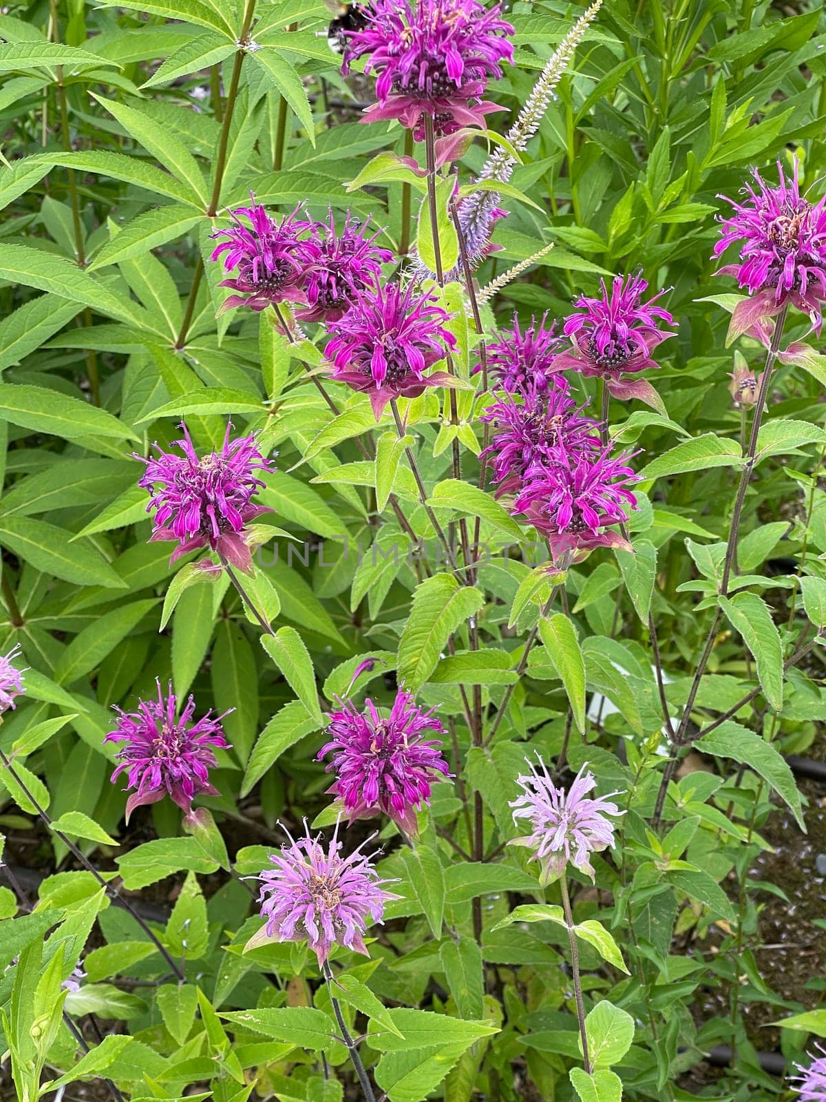 Indian nettle,monarda,didyma or golden balm is a medicinal plant introduced from the USA. Indian nettle,monarda,didyma or bee balm is a medicinal plant imported from the USA.