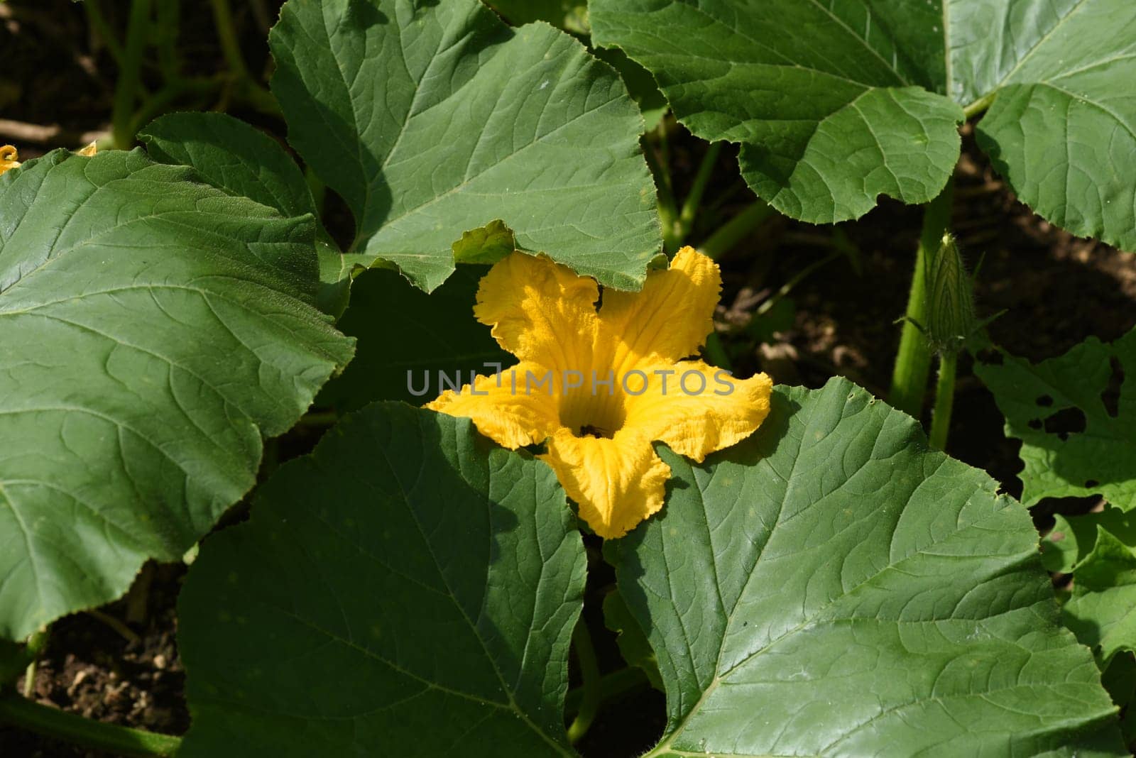 Kuerbis Curbita is a tasty type of vegetable with mostly yellow fruit bodies. Pumpkin Curbita is a tasty type of vegetable with mostly yellow fruit bodies.