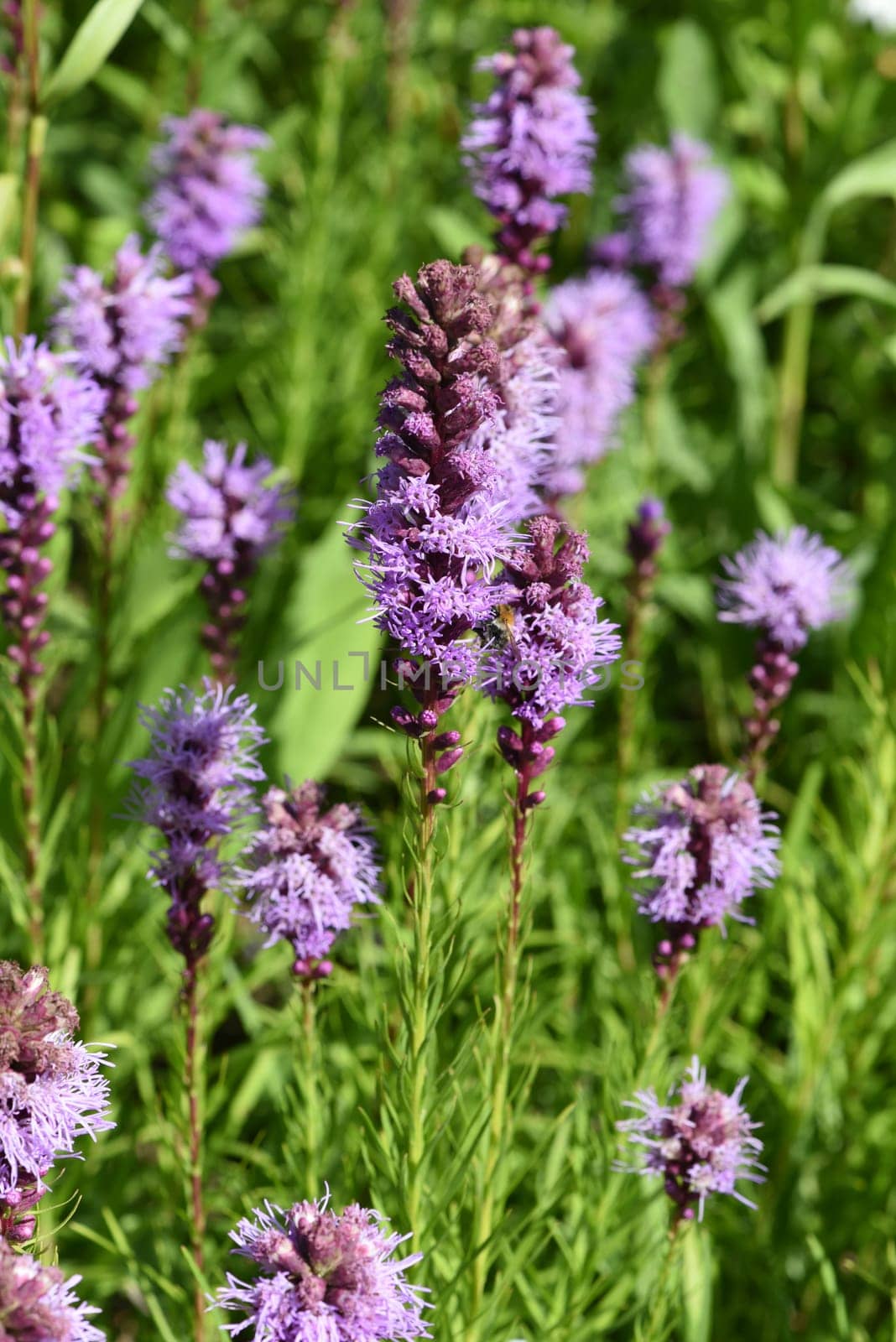 Liatris spicata is a beautiful summer flower with purple flowers. Bladderwort,Liatris spicata is a beautiful annual with purple flowers