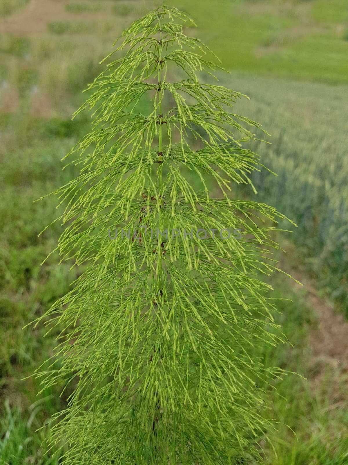 Giant horsetail,Equisetum telmateia. The very decorative and impressive giant horsetail is particularly suitable for moist locations and for planting pond edges. Giant horsetail,Equisetum telmateia. The very decorative and impressive giant horsetail is particularly suitable for damp locations and for planting at the edges of ponds.