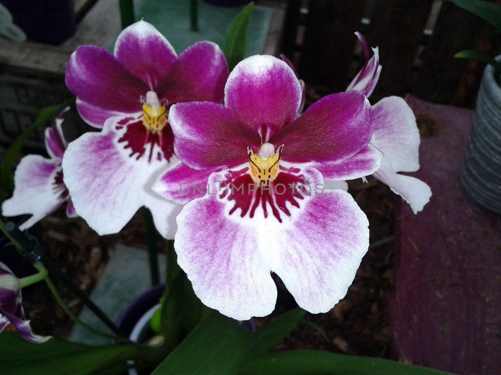 Butterfly orchids,Phalaenopsis,are particularly beautiful flowers for indoor rooms that bloom particularly long and are available in many colors. Butterfly orchids,Phalaenopsis,are particularly beautiful indoor flowers that bloom for a long time and come in many colors.