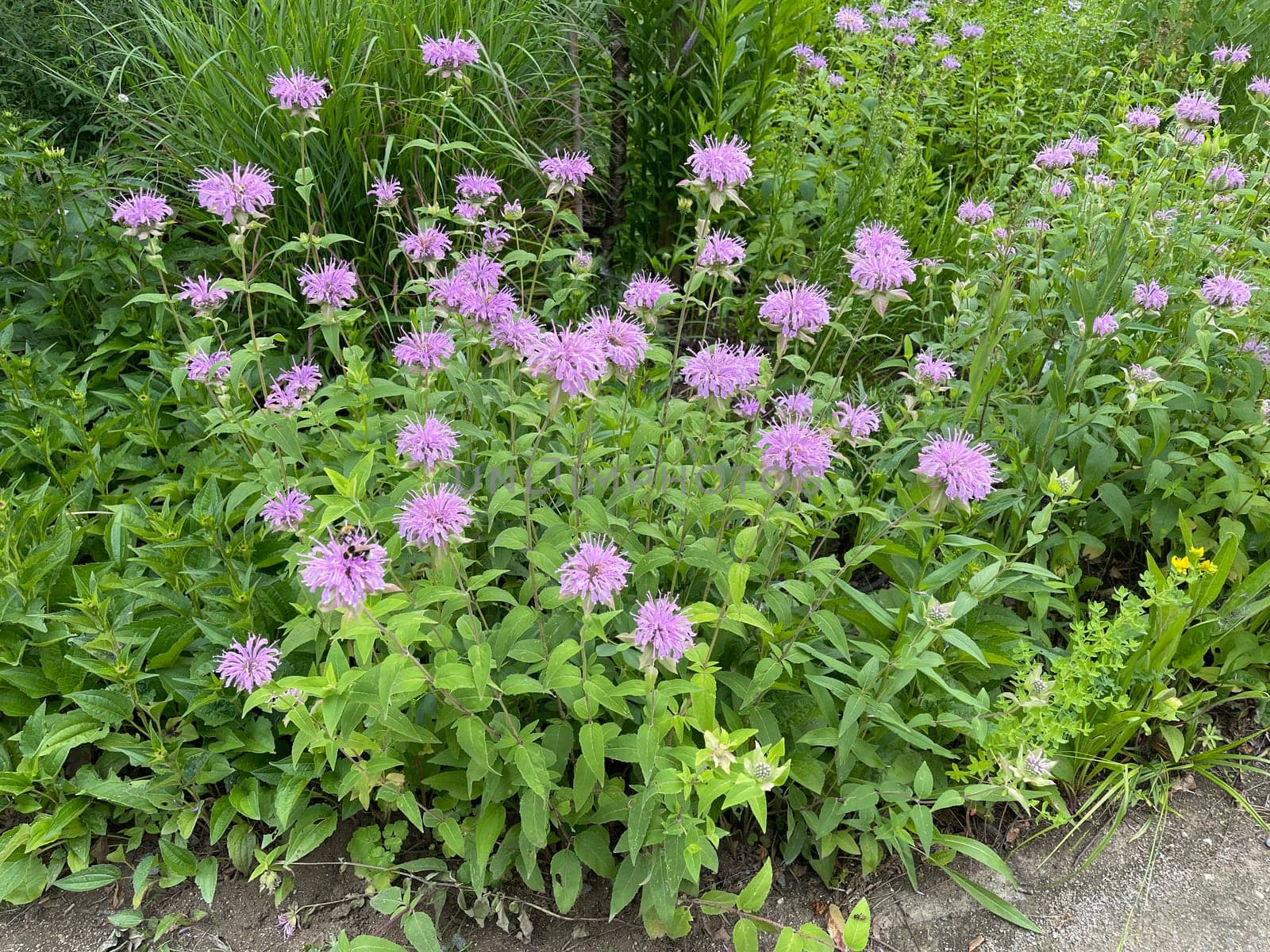 Indian nettle,monarda,didyma or golden balm is a medicinal plant introduced from the USA. Indian nettle,monarda,didyma or bee balm is a medicinal plant imported from the USA.