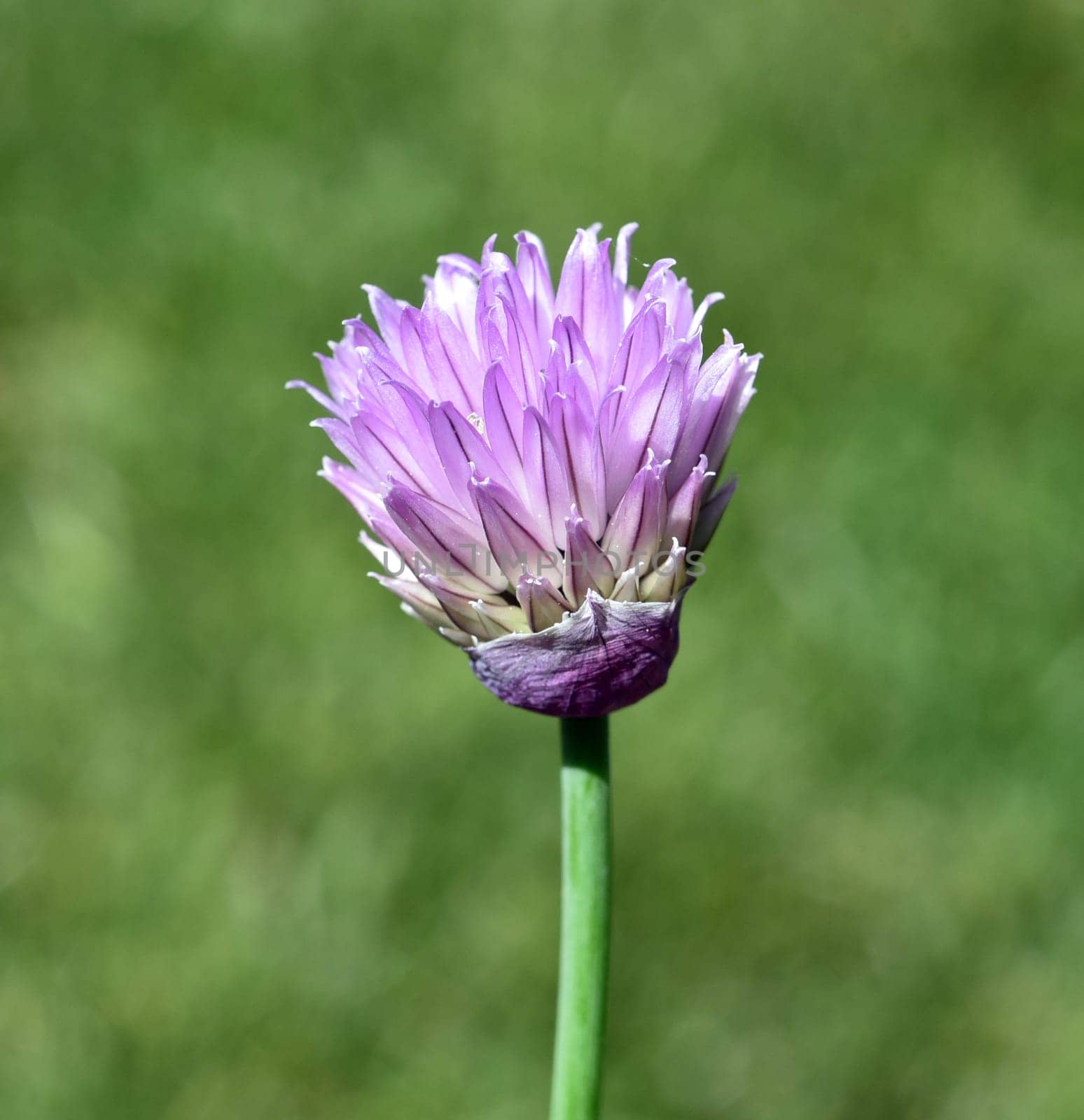 Chives,Allium schoenoprasum,is an important medicinal and medicinal plant. The Kuechenkraut is also used in the Frankfurt Gruene sauce. Chives,Allium schoenoprasum,are an important medicinal and medicinal plant. The herb is also used in the Frankfurt green sauce.