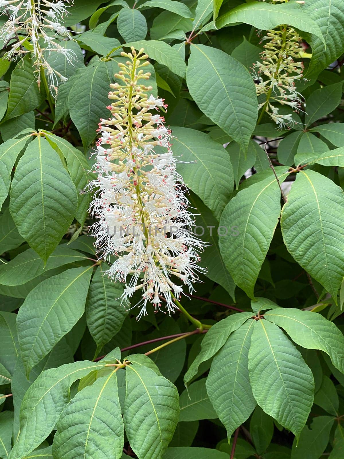 Shrub chestnut,Aesculus parviflora,is a very beautiful shrubby growing chestnut with 20 to 40 cm high white panicles. Shrub chestnut,Aesculus parviflora,is a very beautiful shrubby chestnut with 20 to 40 cm high white panicles.