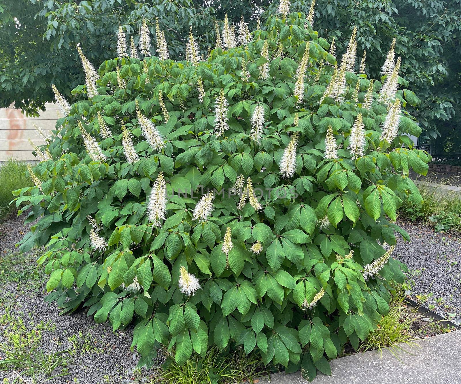 Shrub chestnut,Aesculus parviflora,is a very beautiful shrubby growing chestnut with 20 to 40 cm high white panicles. Shrub chestnut,Aesculus parviflora,is a very beautiful shrubby chestnut with 20 to 40 cm high white panicles.