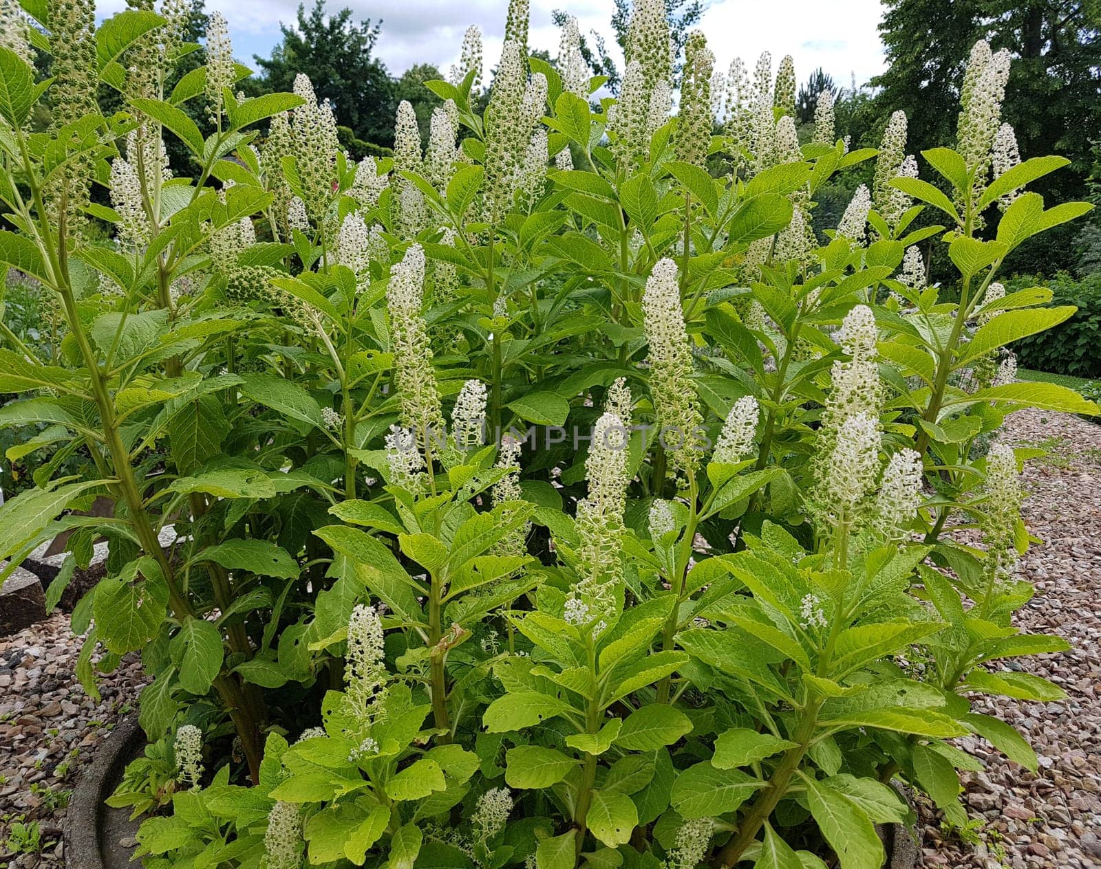 American kermesberry is a perennial perennial and an important medicinal plant. American pokeweed is a perennial and an important medicinal plant.
