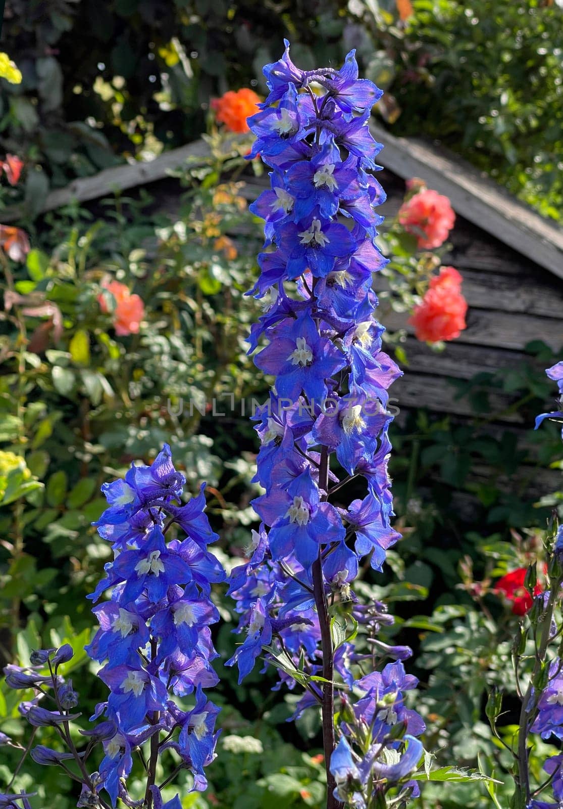 Larkspur,Delphinium elatum,is a perennial plant that has beautiful,predominantly blue,flowers in summer. Larkspur,Delphinium elatum,is a perennial plant that has beautiful,mostly blue flowers in summer.