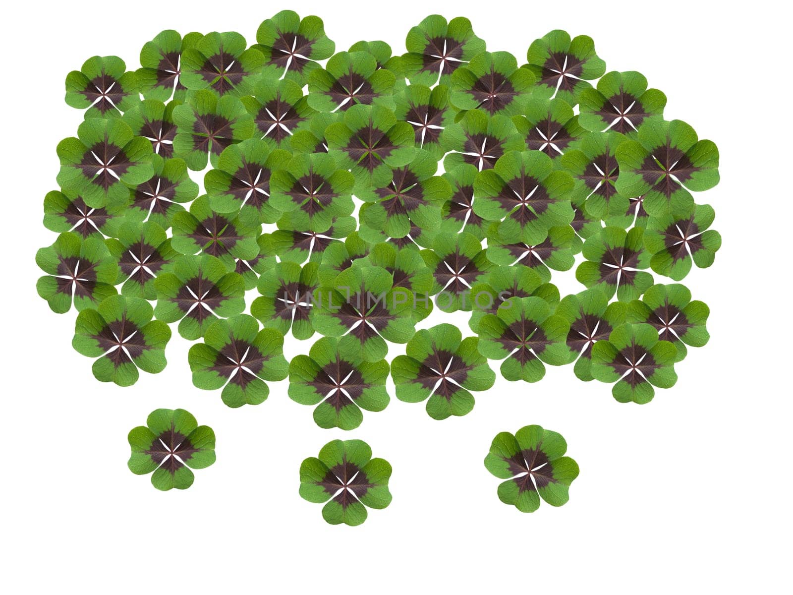 Quadruple clover is a lucky charm if you find it on the meadow,for example. Four clover is a lucky charm if you find it in the meadow,for example.