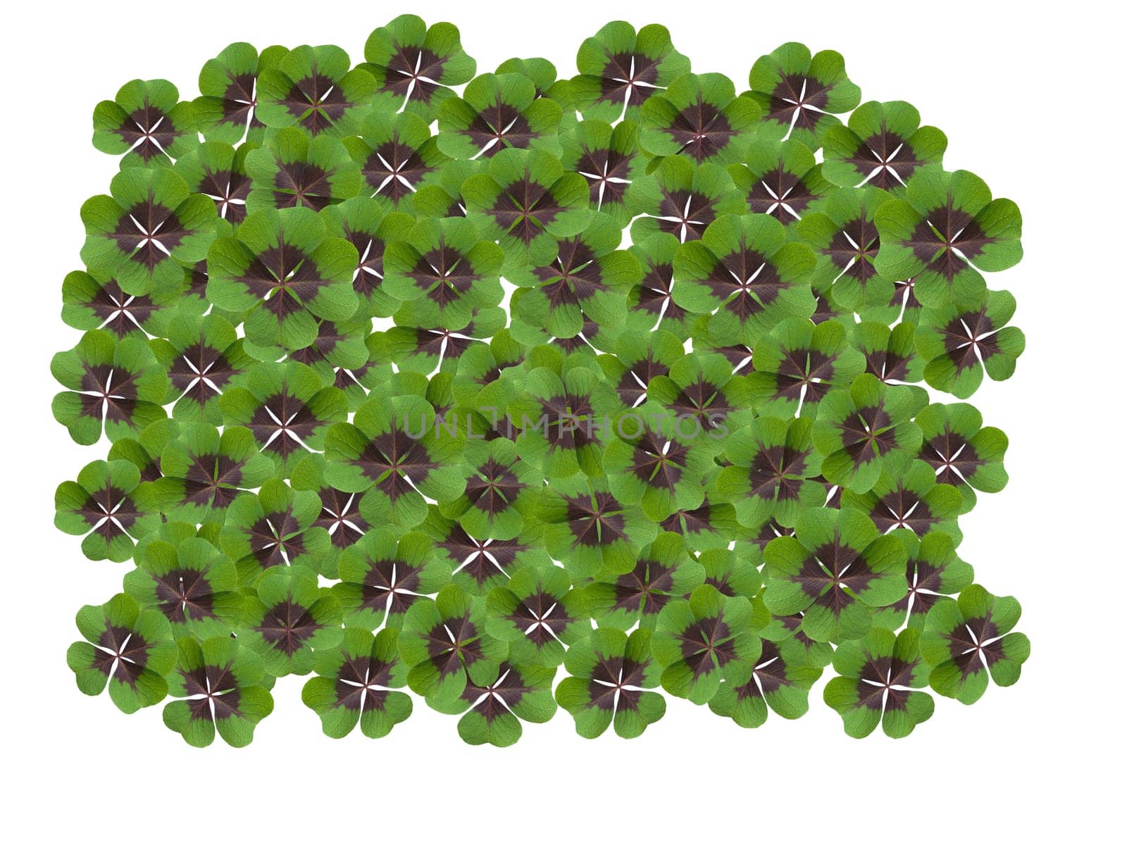 Quadruple clover is a lucky charm if you find it on the meadow,for example. Four clover is a lucky charm if you find it in the meadow,for example.