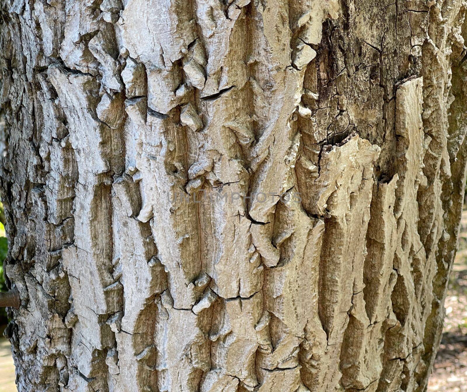 Walnuesse,Juglans regia,is a native nut species that grows on large walnut trees. Walnuts,Juglans regia,is a native type of nut that grows on large walnut trees.