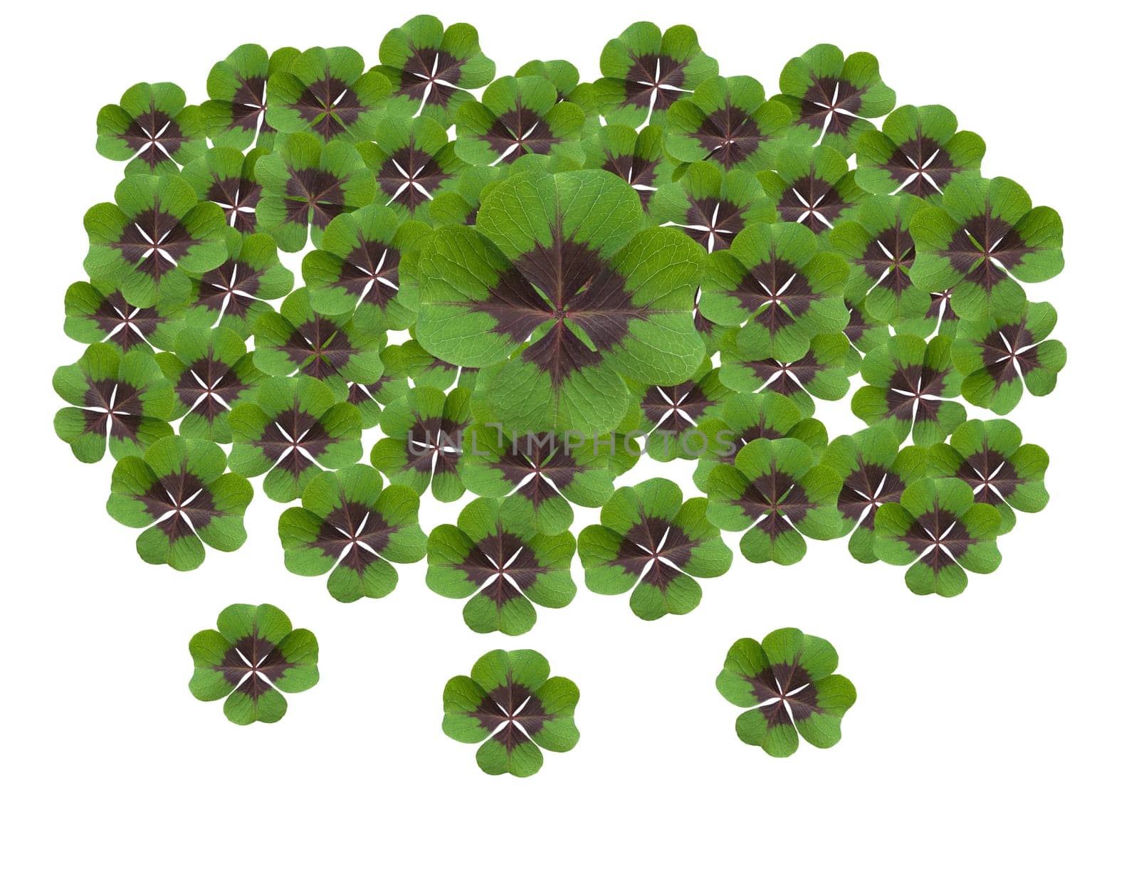 Quadruple clover is a lucky charm if you find it on the meadow,for example. Four clover is a lucky charm if you find it in the meadow,for example.