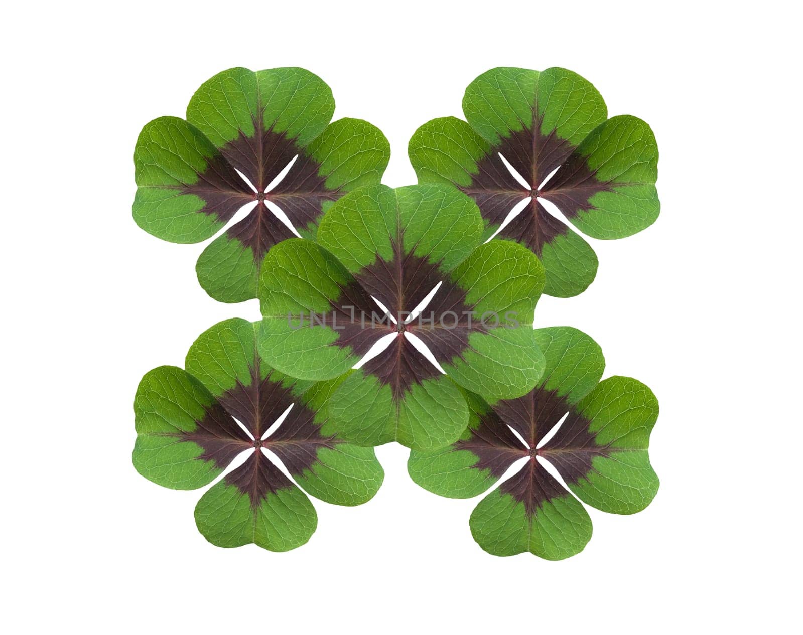Quadruple clover is a lucky charm if you find it on the meadow,for example. Four clover is a lucky charm if you find it in the meadow,for example.
