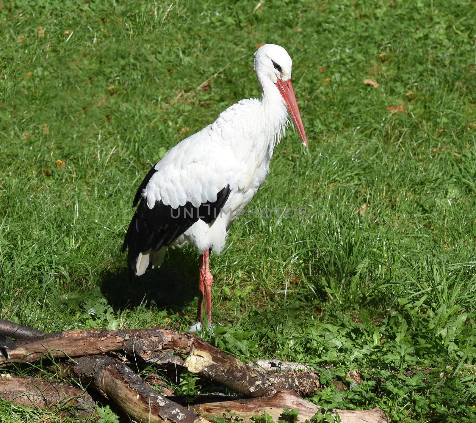 Weissstoerche,Ciconia are native migratory birds that winter in Africa. White storks,Ciconia,are native migratory birds that overwinter in Africa in winter.