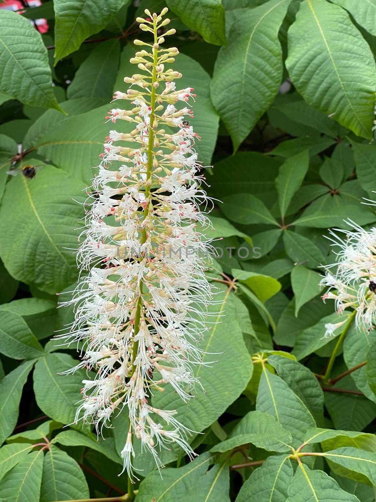 Shrub chestnut,Aesculus parviflora,is a very beautiful shrubby growing chestnut with 20 to 40 cm high white panicles. Shrub chestnut,Aesculus parviflora,is a very beautiful shrubby chestnut with 20 to 40 cm high white panicles.