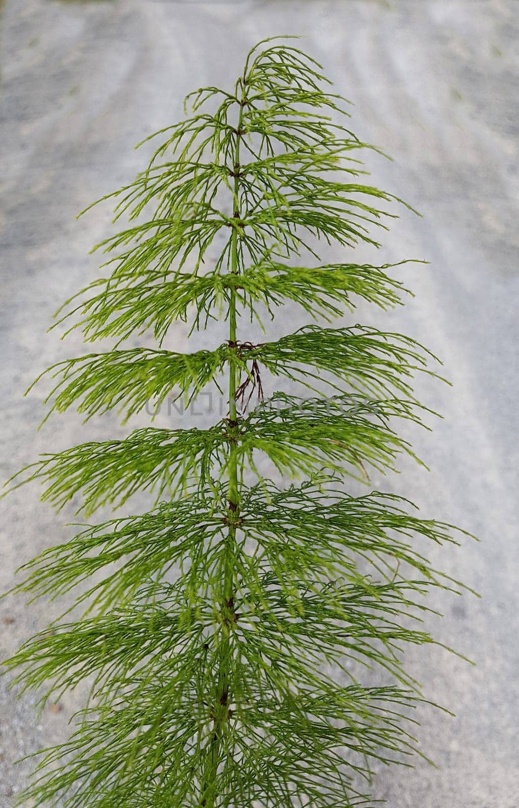 Giant horsetail,Equisetum telmateia. The very decorative and impressive giant horsetail is particularly suitable for moist locations and for planting pond edges. Giant horsetail,Equisetum telmateia. The very decorative and impressive giant horsetail is particularly suitable for damp locations and for planting at the edges of ponds.