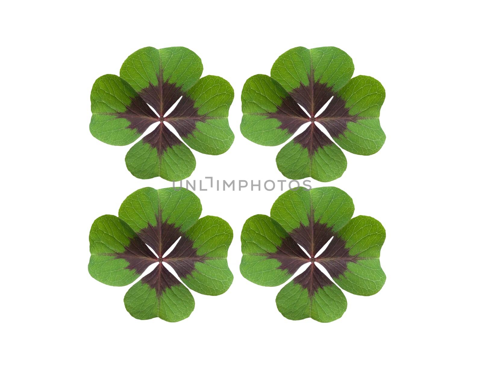 Quadruple clover is a lucky charm if you find it on the meadow,for example. Four clover is a lucky charm if you find it in the meadow,for example.