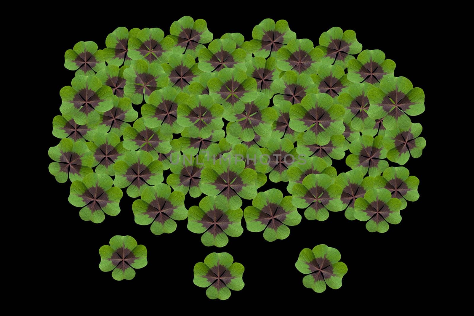 Quadruple clover is a lucky charm if you find it on the meadow,for example. Four clover is a lucky charm if you find it in the meadow,for example.