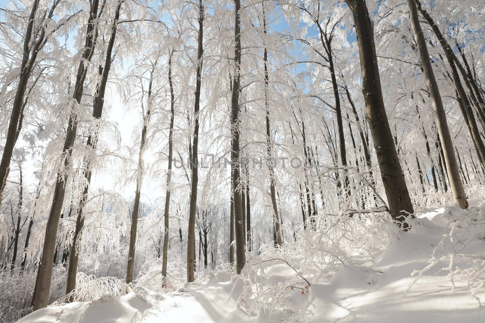 Winter beech forest covered with fresh snow, Poland