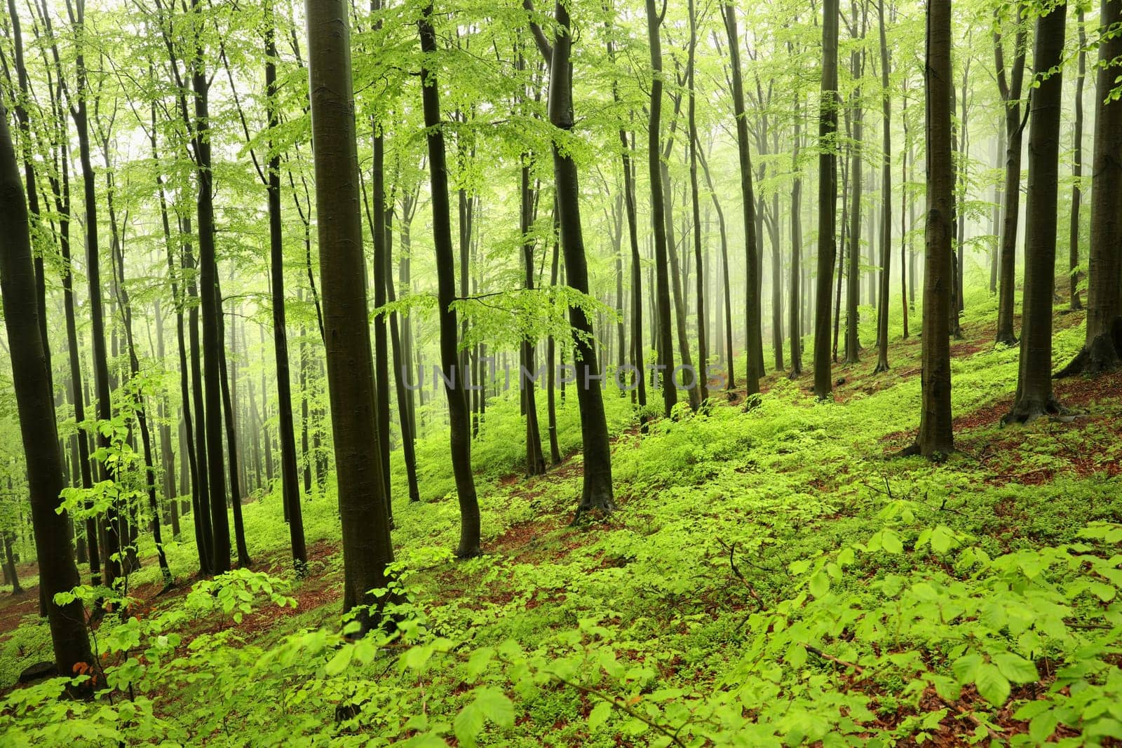Beech trees in spring forest on a mountain slope in foggy, rainy weather