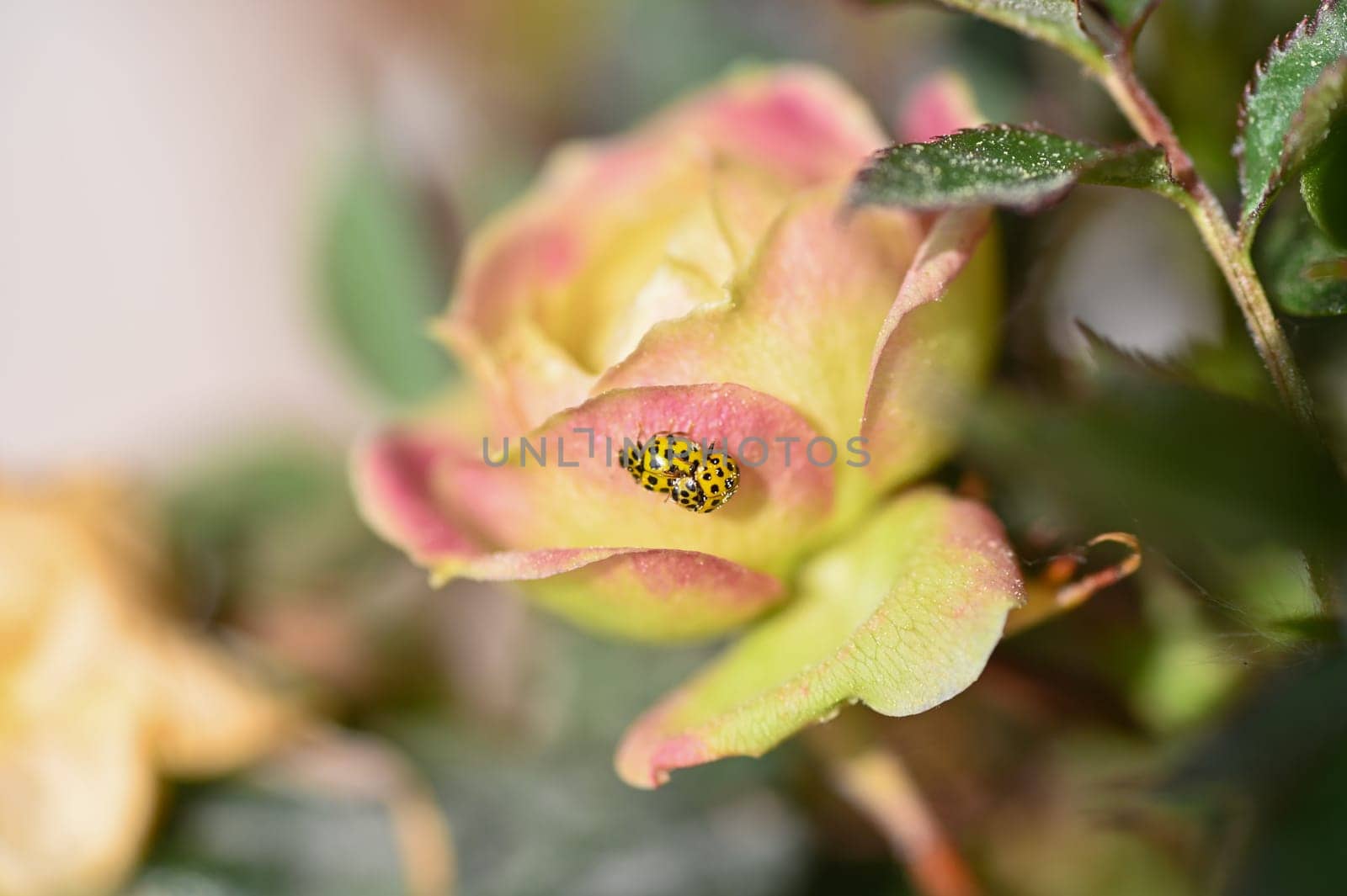 Two ladybirds ( Coccinellidae ) mating on a rose