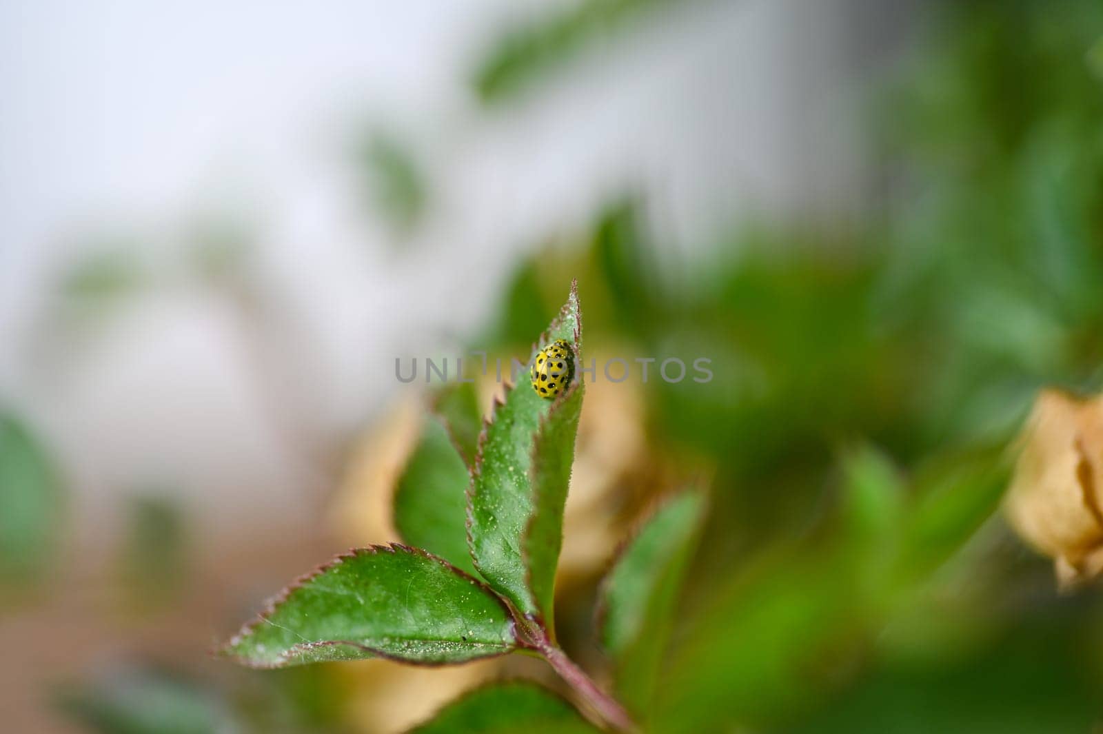 Yellow Ladybird with black template on plant in green nature