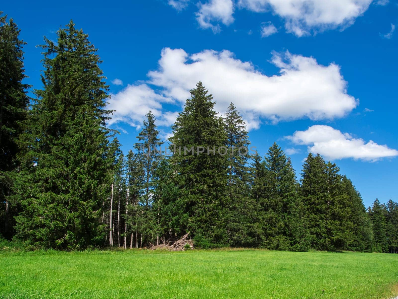 Landscape view in Bavaria at the coniferous forest behind a green meadow and in front of a blue sky with a few white clouds in sunshine.