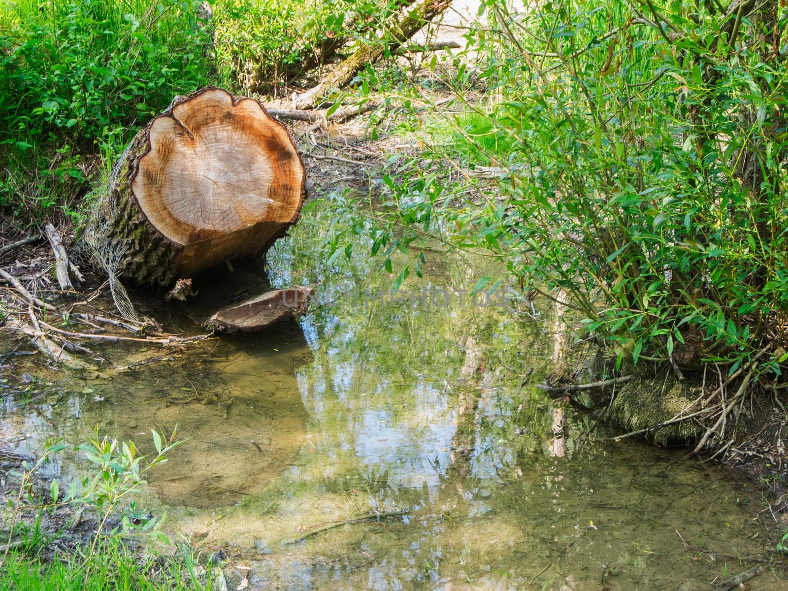 Landscape view with a tilted and sawn-off tree stump and clearly visible growth rings in a wetland in Bavaria.