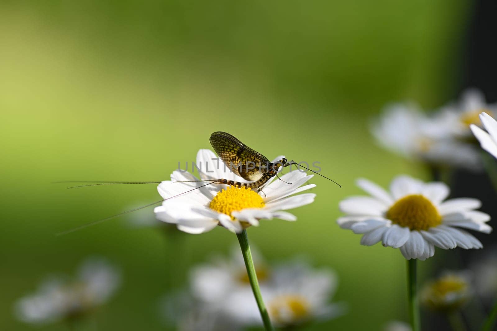 Mayfly ( Ephemeroptera ) on a white daisy in green nature with copy space