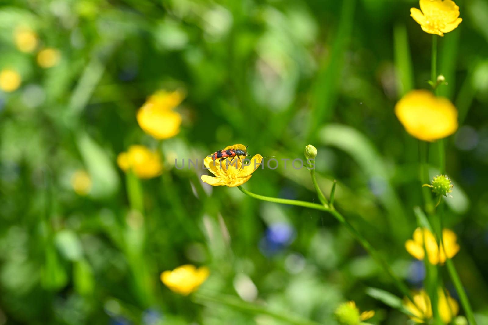 Red and black checkered beetle ( Cleridae ) on a yellow flower in nature