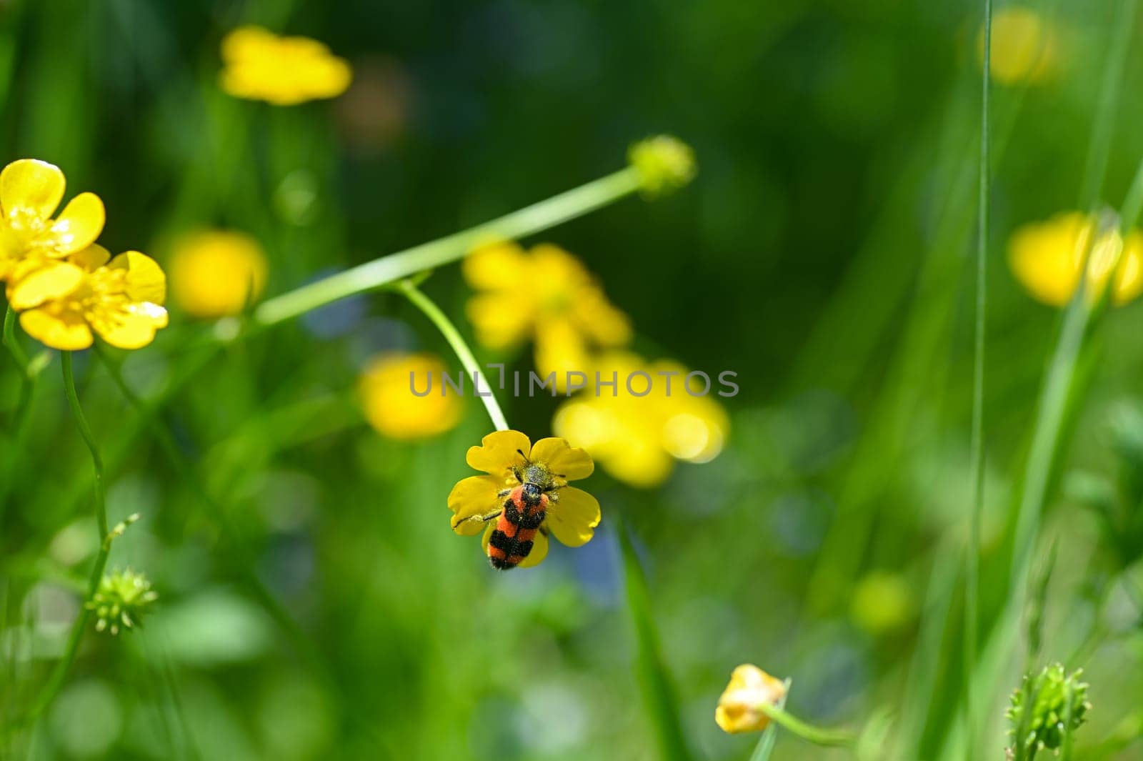 Red and black checkered beetle ( Cleridae ) full of flower pollen on a yellow flower in nature