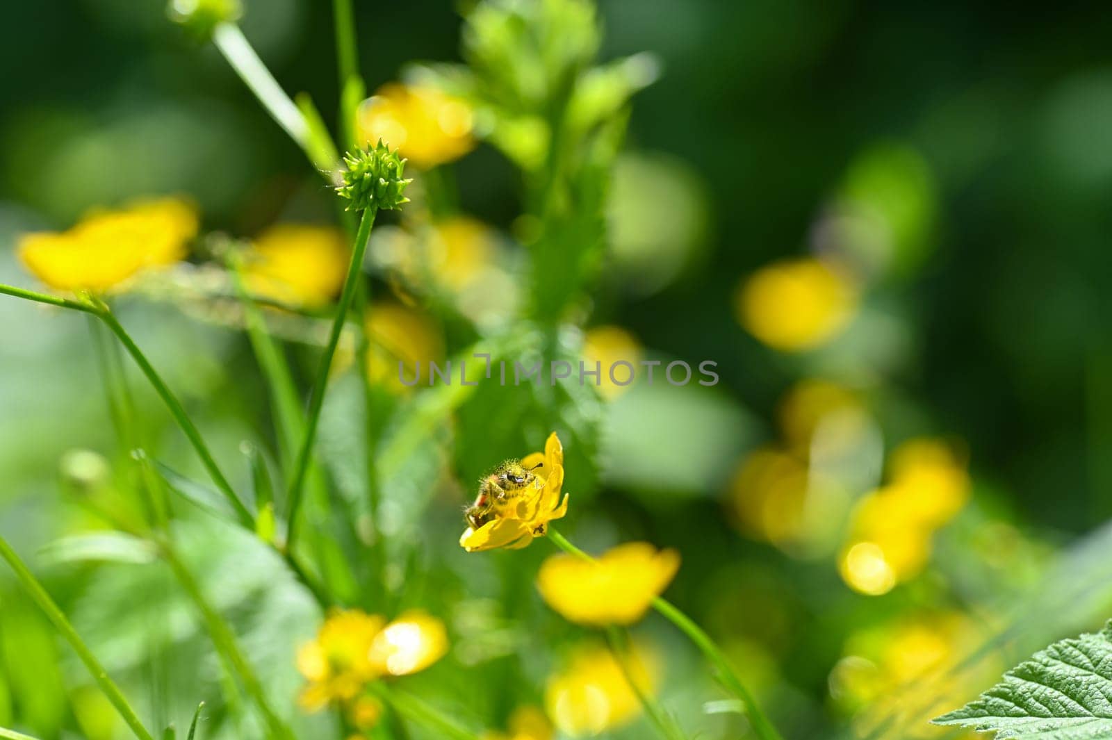 Red and black checkered beetle ( Cleridae ) full of flower pollen on a yellow flower in nature