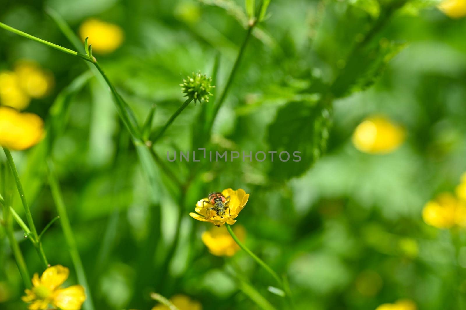 Red and black checkered beetle ( Cleridae ) full of flower pollen on a yellow flower in nature