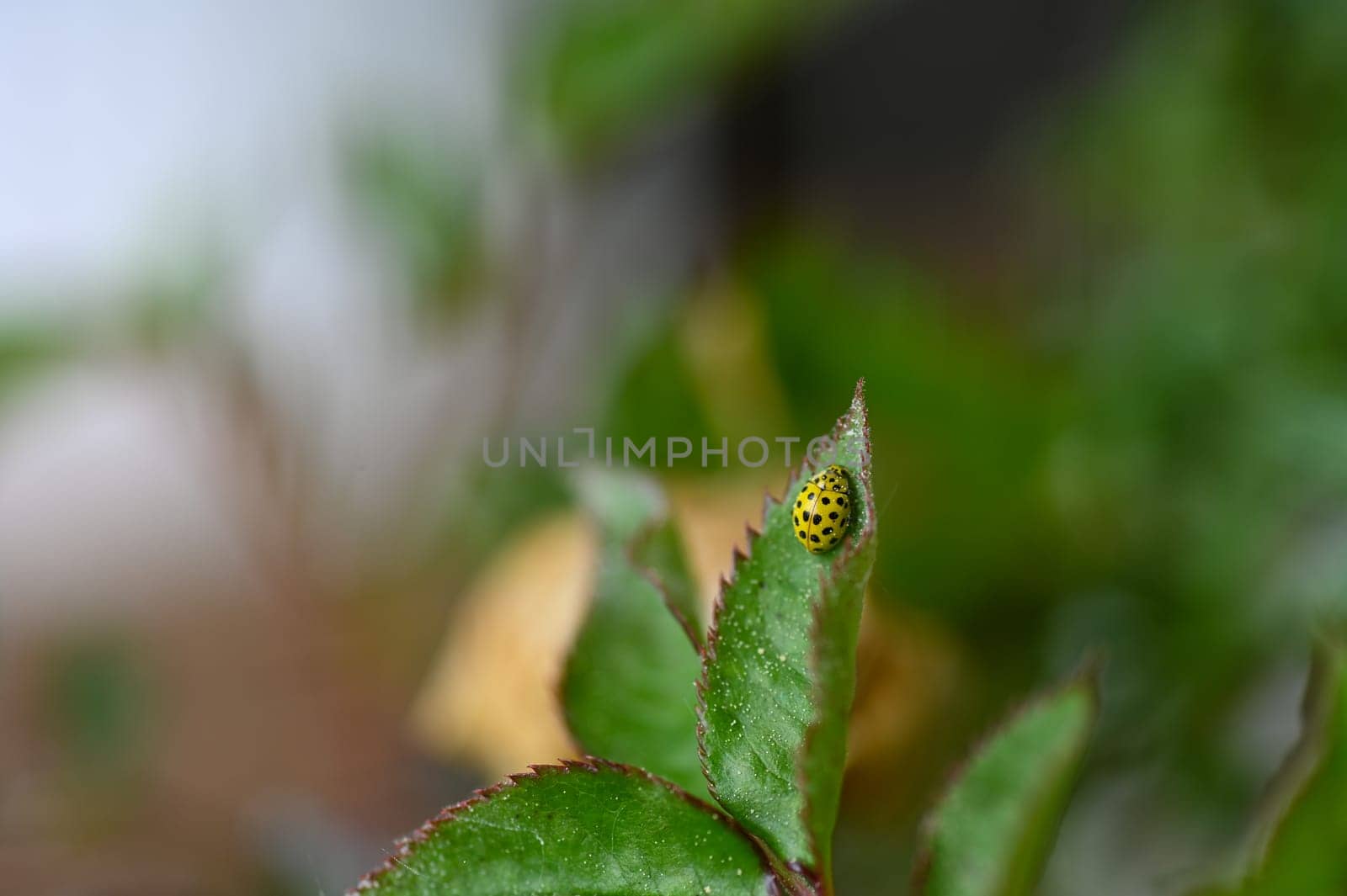 Yellow Ladybird with black template on plant in green nature