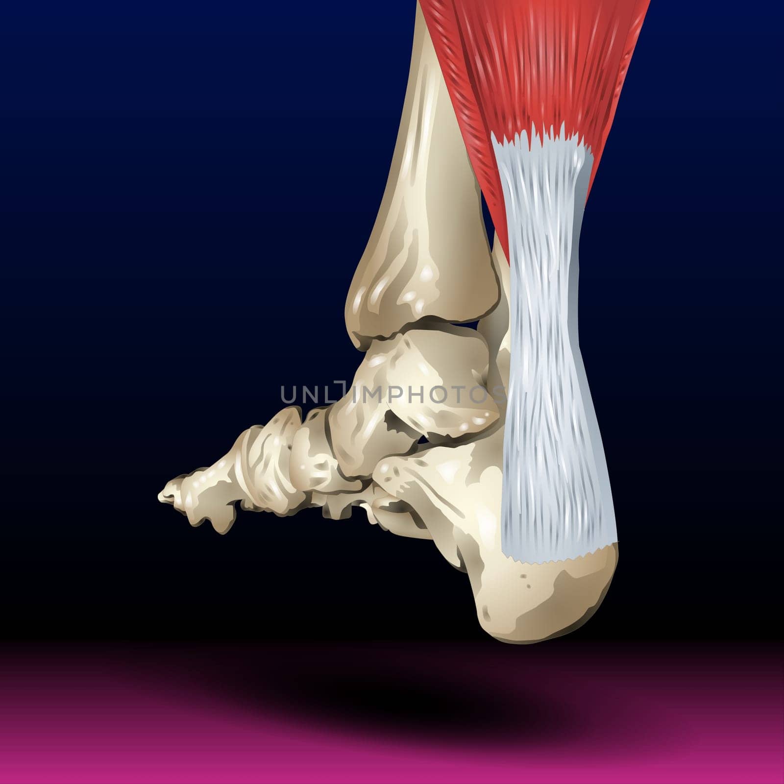 Back Leg Bone - Body Parts - Organ - Pharma The skeletal system is a network of many different parts that work together to help you move.