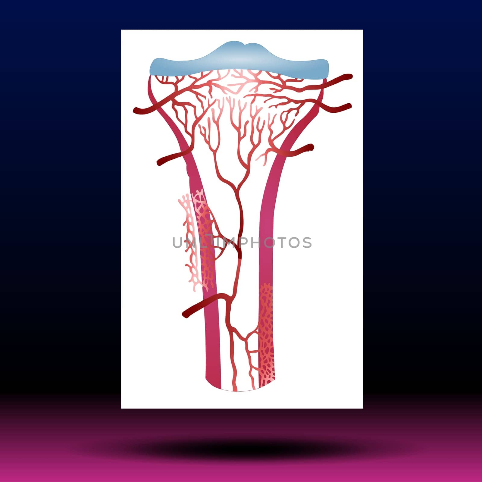 Articular Cartilage - Knee - Joints - Leg - Body Parts Articular cartilage is the smooth, white tissue that covers the ends of bones where they come together to form joints.