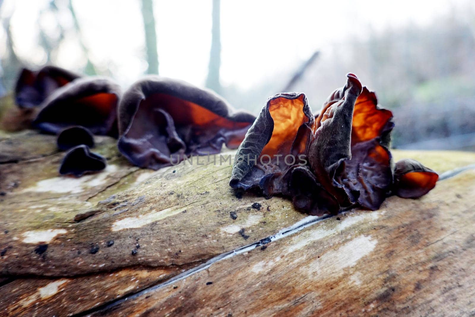 Judasohr, Holunderpilz (Auricularia auricula-judae) an einem Holunderstamm