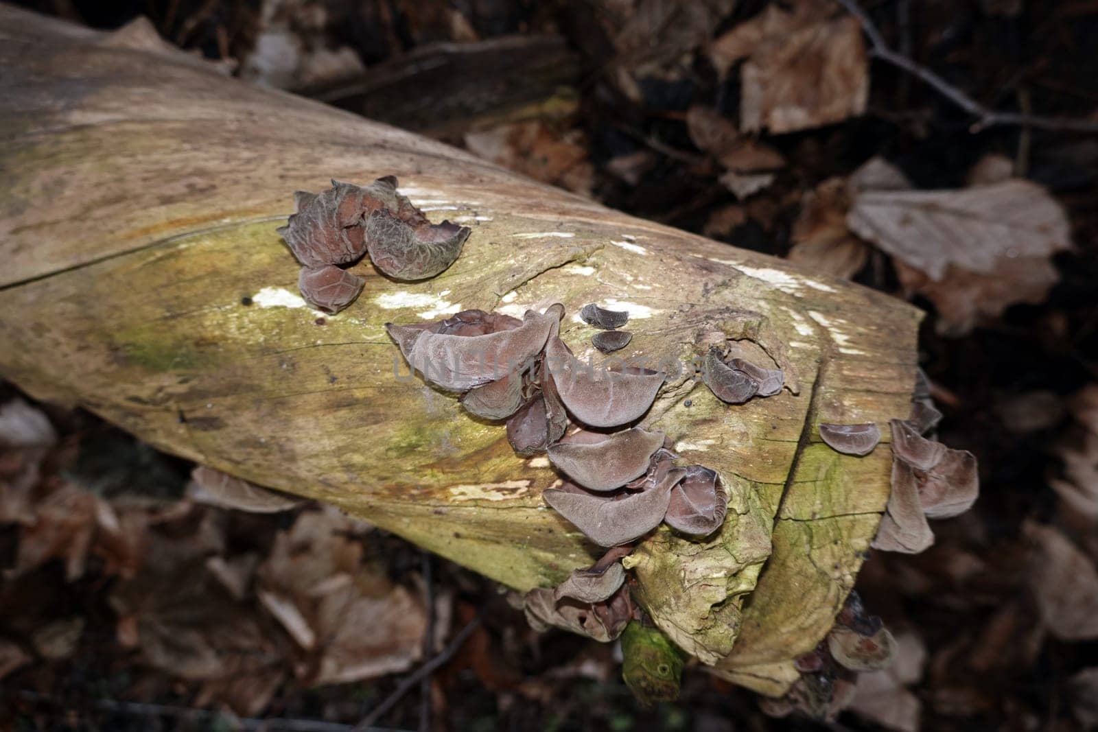 Judasohr, Holunderpilz (Auricularia auricula-judae) an einem Holunderstamm