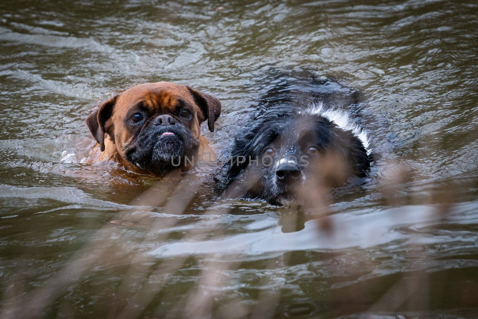 Two faces of funny dogs in the water? They are swiming in a lake